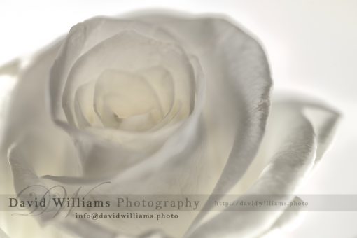 Photo, Photography, Image, Print, Canvas, Metal, Flower, Flowers, Rose, White
