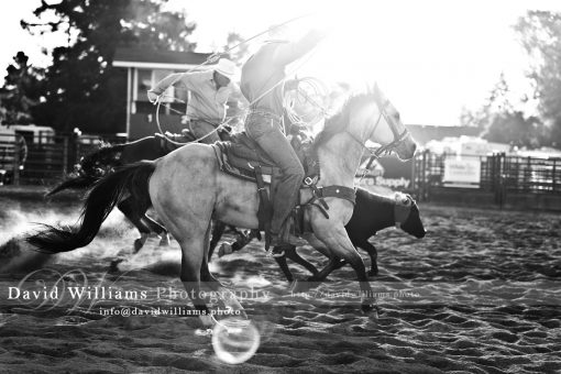Photo, Photography, Image, Print, Canvas, Metal, Black and White, B&W, Rodeo, Cowboy
