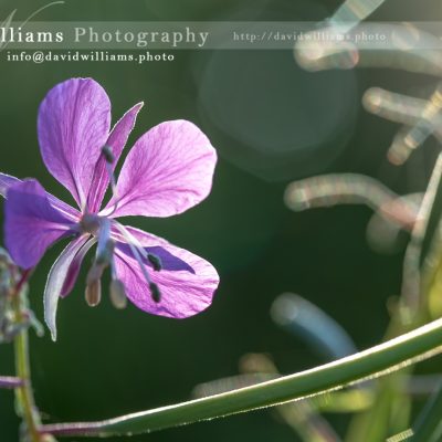 Photo, Photography, Image, Print, Canvas, Metal, Flower, Purple Flower