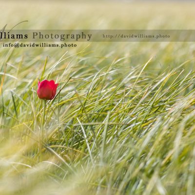 Photo, Photography, Image, Print, Canvas, Metal, Flower, Red Tulip