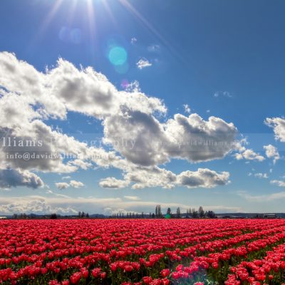 Photo, Photography, Image, Print, Canvas, Metal, Flower, Red Tulips, Tulip Fields