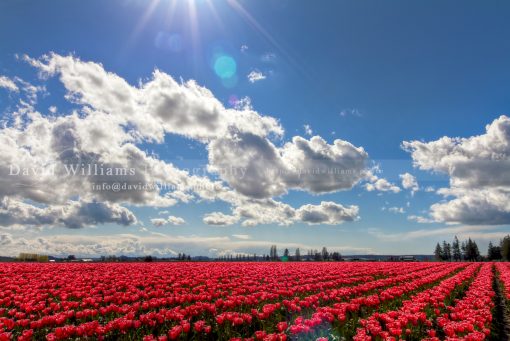 Photo, Photography, Image, Print, Canvas, Metal, Flower, Red Tulips, Tulip Fields