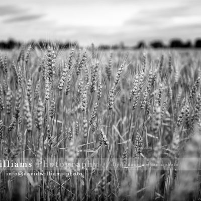 Photo, Photography, Image, Print, Canvas, Metal, Black and White, B&W, Field, Wheat