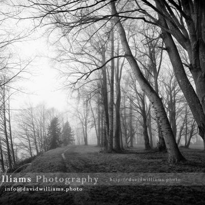 Photo, Photography, Image, Print, Canvas, Metal, Black and White, B&W, Path, Fog, Trees