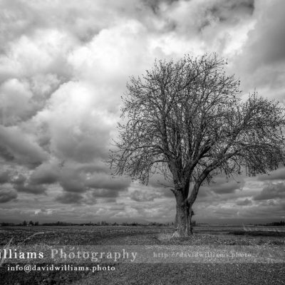 Photo, Photography, Image, Print, Canvas, Metal, Black and White, B&W, Tree, Cloud, Field