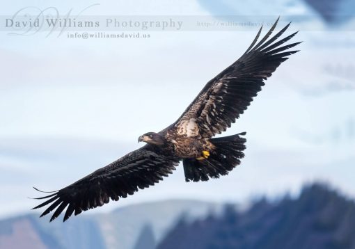 A spectacular image of a juvenile eagle captured in flight!
