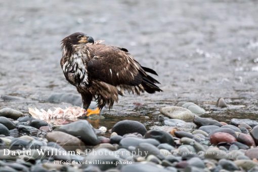 A juvenile eagle taking a break from eating.