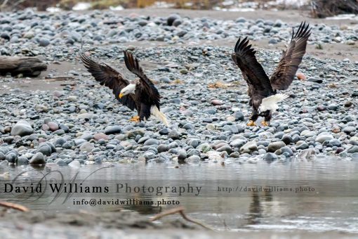 Two Bald Eagles getting ready to land.