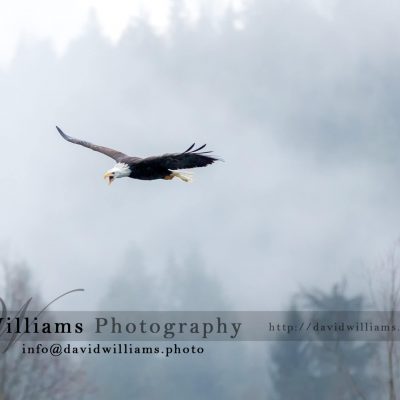 A Bald Eagle crying out loud while soaring through the air.