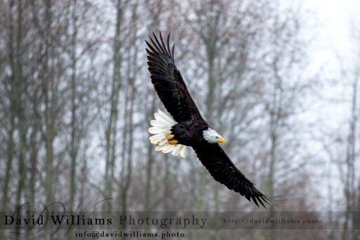 A Bald Eagle gliding through the air.
