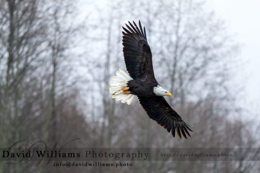 Similar to the other eagle gliding shot, the background changed slightly.