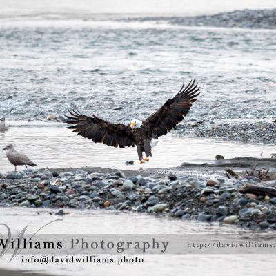 A Bald Eagle landing on a river bed.