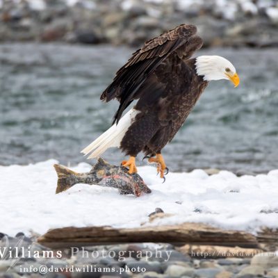 A Bald Eagle jumping while holding a fish.