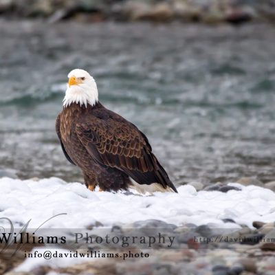 Bald eagle being rather majestic.