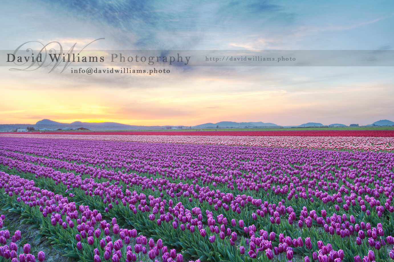 Photo, Photography, Image, Print, Canvas, Metal, Flower, Red Tulips, Tulip Fields