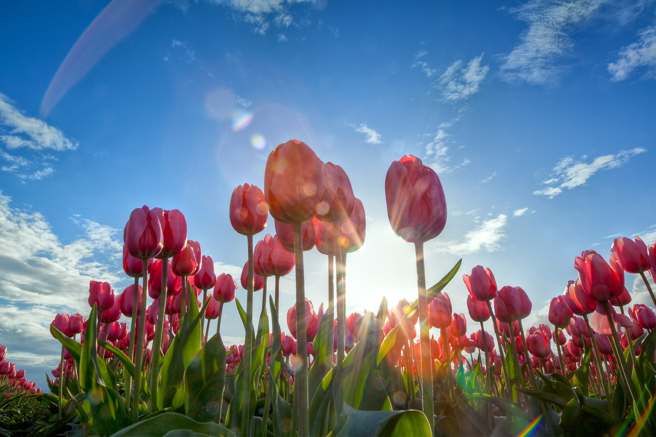 Floral Photography Flora Photo