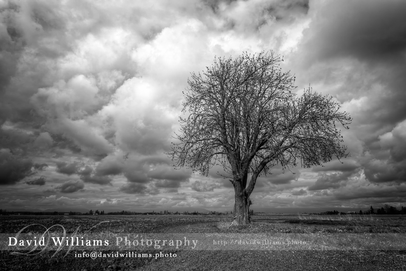 Photo, Photography, Image, Print, Canvas, Metal, Black and White, B&W, Tree, Cloud, Field