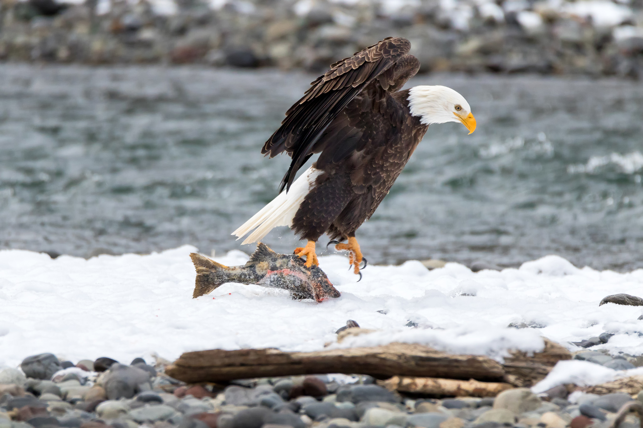 A Bald Eagle jumping while holding a fish.